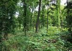 Friedwald