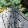 Das Gewinnerbild von Jürgen Pfleiderer aus Heilbronn zeigt ein Rotkehlchen auf dem Grabstein von Familie Vogel. (Bildquelle: VFFK/Jürgen Pfleiderer)