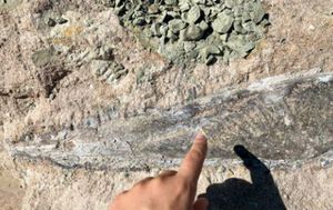 Der Unterkiefer des Mastodonsaurus ist rund 70 cm lang. Der urzeitliche Riesenlurch lebte ähnlich wie ein Krokodil im seichten Wasser. (Foto: Firma)
