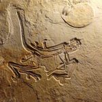 Der Altmühltaler Archaeopteryx ist der erdgeschichlich älteste seiner Art und der 12. Fund überhaupt.