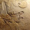 Der Altmühltaler Archaeopteryx ist der erdgeschichlich älteste seiner Art und der 12. Fund überhaupt.