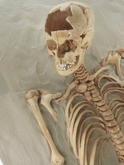 Das Skelett eines zwölfjähren Mädchens, welches bei Ausgrabungen im bayerischen Alterding gefunden wurde (Fotos: Christine Kulgart).
